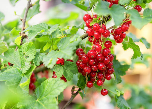 istock Fresh Red Currant in the Garden 1284708861