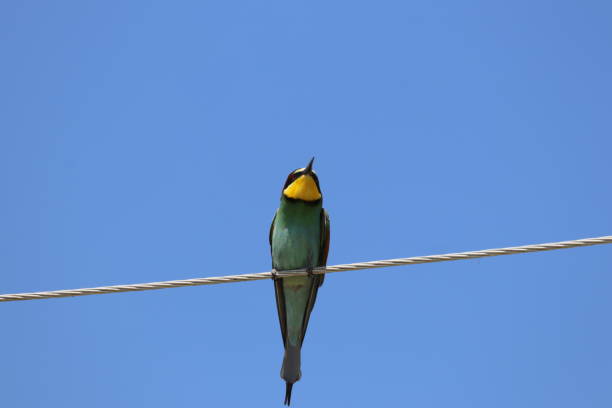 istock European Bee-eater on electric wire 1284709272