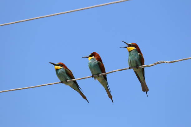 istock European Bee-eater on electric wire 1284709289