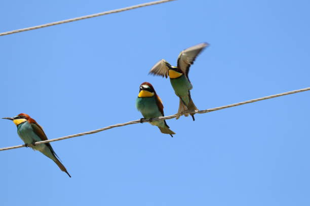 istock European Bee-eater on electric wire 1284710407