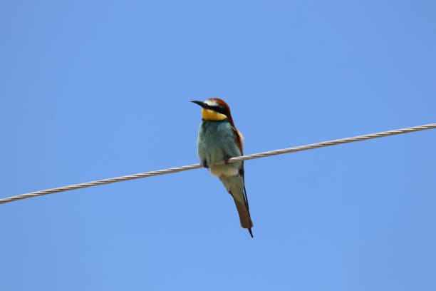 istock European Bee-eater on electric wire 1284710763