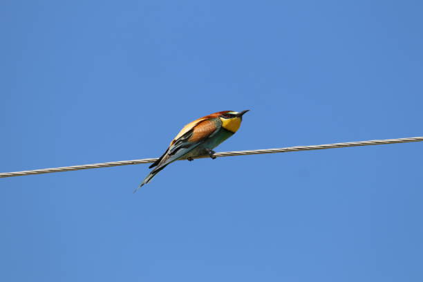 istock European Bee-eater on electric wire 1284711362
