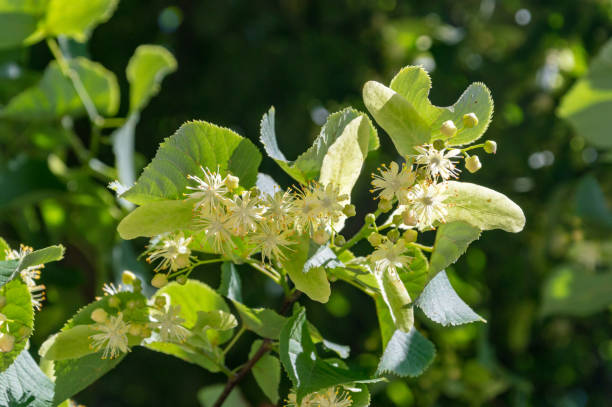 fleur jaune de tilia cordata (chaux à petites feuilles, petites fleurs de tilleul de feuilles ou floraison de tilleul à feuilles petites). - linden tree photos et images de collection