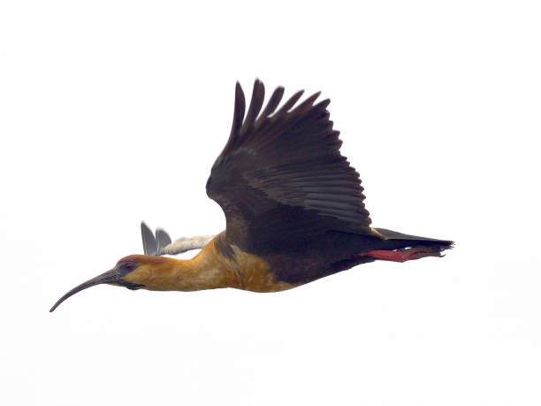 istock An adult Black-faced Ibis in flight 1284711456
