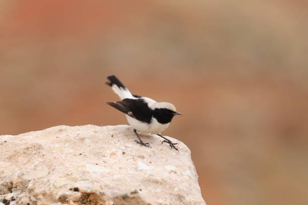 Oenanthe finschii » Finsch`s Wheatear