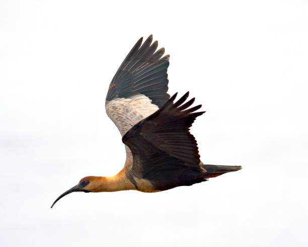 istock An adult Black-faced Ibis in flight 1284711512