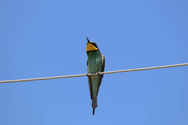 istock European Bee-eater on electric wire 1284711553