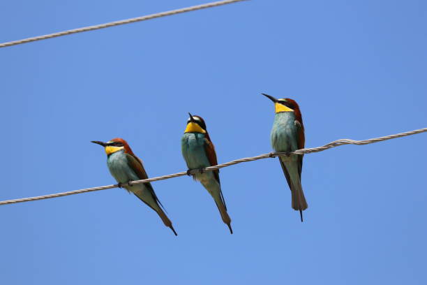 istock European Bee-eater on electric wire 1284711644