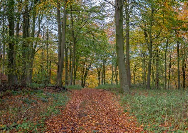 istock Woodland track in the fall 1284711974
