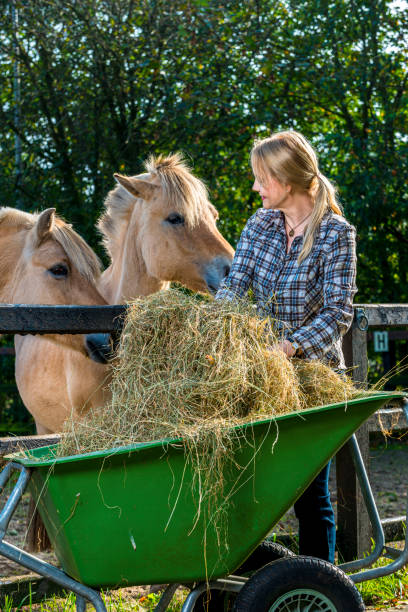 istock Woman feeding her horses 1284712033