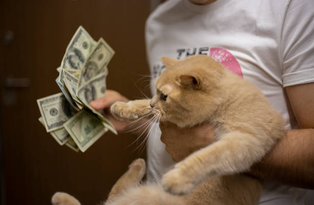 istock Cat looks the money. 1284712845