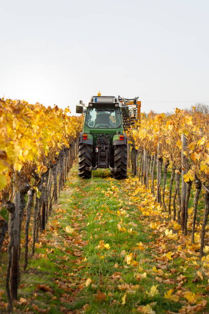 istock Small tractor in an autumnal vineyard 1284712913