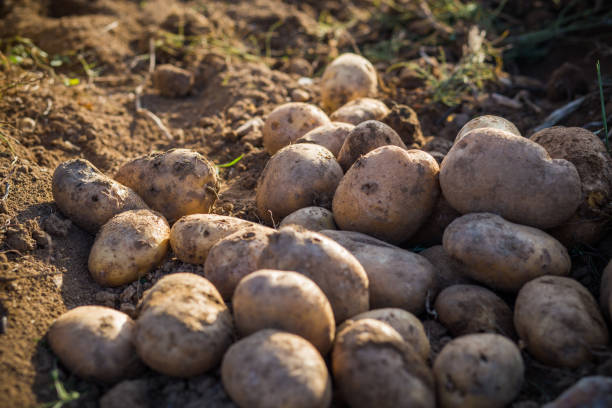 istock Potatoes in the field 1284713174