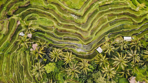 istock Sunday at The Rice Field 1284713379