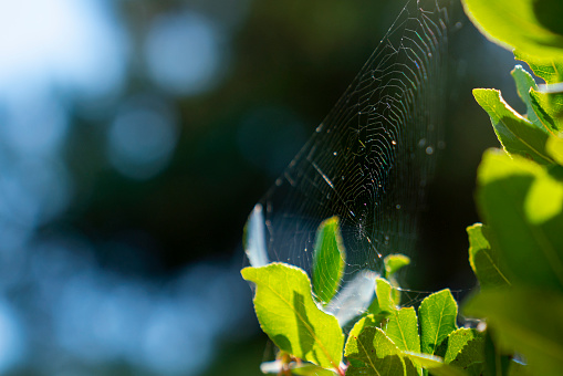 A spider's web on a barbed wire fence, with drops of early morning dew, dripping from the sticky silk trap. The barbs and web represent a hazard and barrier from the field beyond, with a solitary tree, at sunrise.