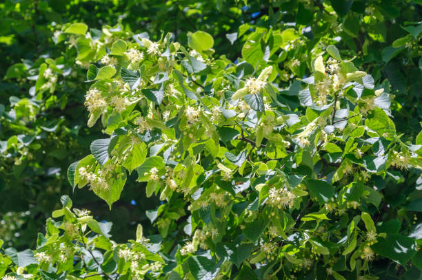 View on Tilia cordata leaves and flowers. View on Tilia cordata leaves and flowers. tilia cordata stock pictures, royalty-free photos & images