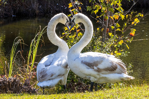 Two swans pose forming a heart shape