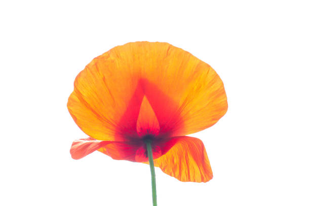 Red wild poppy flower isolated on white background. Vibrant papaver plant with stem cutout, side view