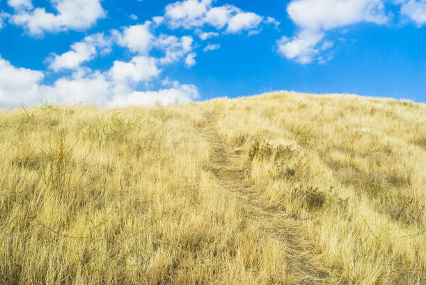 istock A path to heaven among dried grass. 1284714610