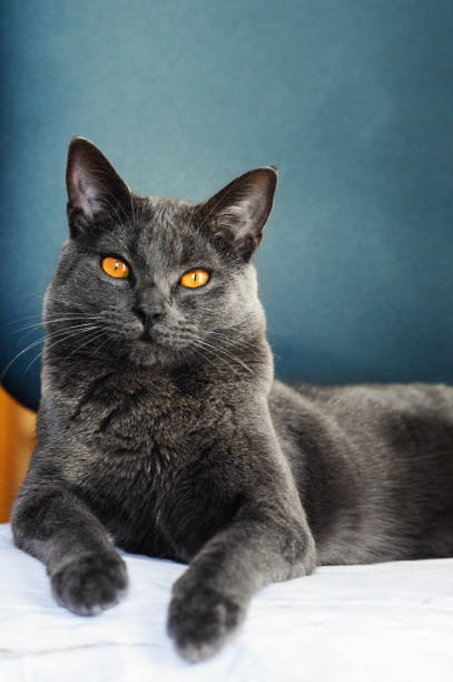 istock Carthusian Cat Portrait 1284715456