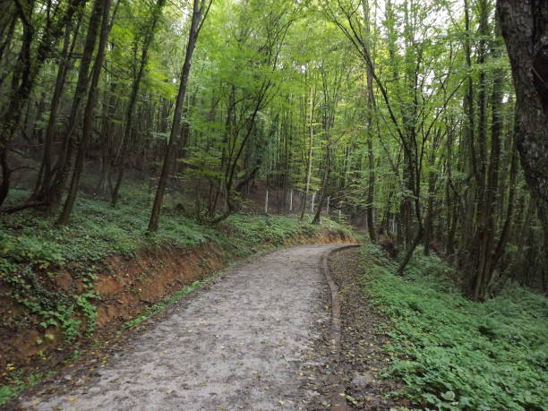 istock NATURE,AUTUMN,NATURE WALK 1284716017