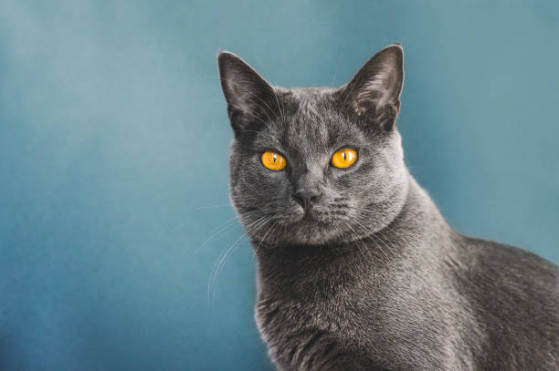 Carthusian Cat Portrait Portrait Of A Beautiful One And A Half Year Old Chartreux Cat Against Blue Background purebred cat stock pictures, royalty-free photos & images