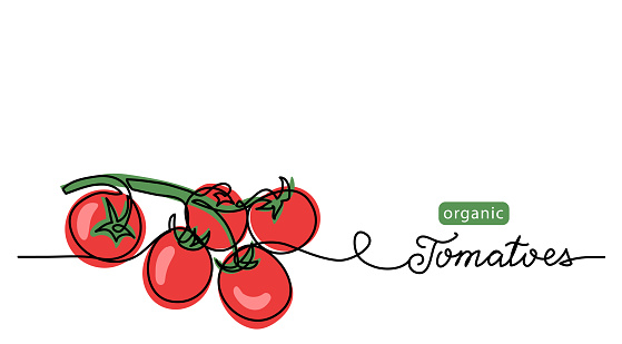 Cherry tomatoes branch vector lineart illustration. One line drawing art illustration with lettering organic tomatoes.