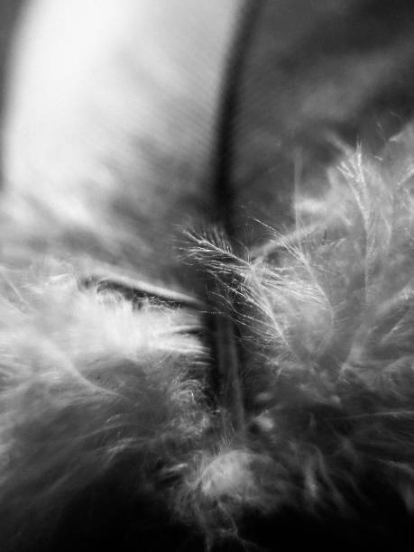 istock Close-Up of Feather, Black and White 1284717584