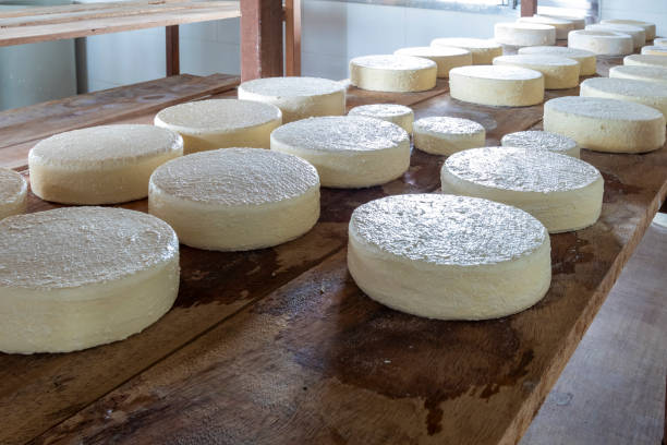 istock Artisanal cheese from Serra da Canastra, Minas Gerais, Brazil, award-winning cheeses, 1284718565