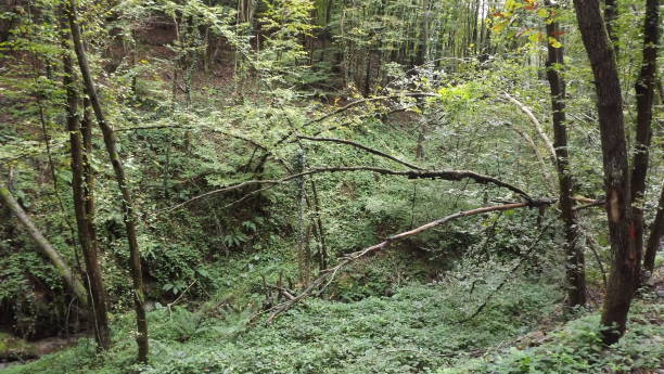 istock NATURE,AUTUMN,NATURE WALK 1284720446