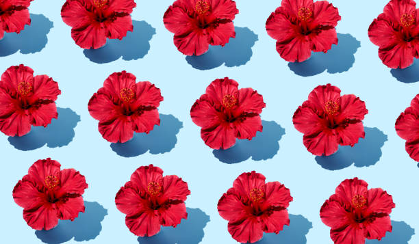 istock Colorful creative flat lay pattern of a hibiscus flower on a blue background from a top view. Trendy summer fashion minimalistic concept. 1284721002