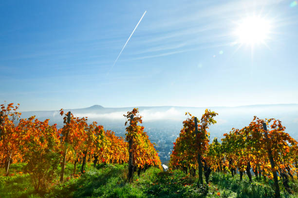 Vineyard and village with church steeple in vertical format