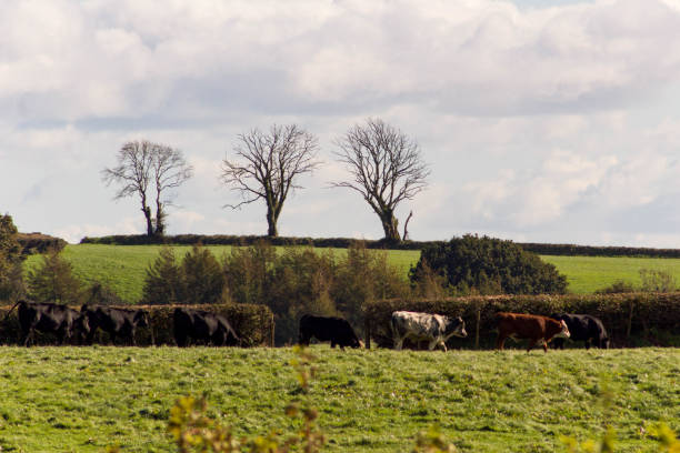 istock Cows walking across farmland 1284724891
