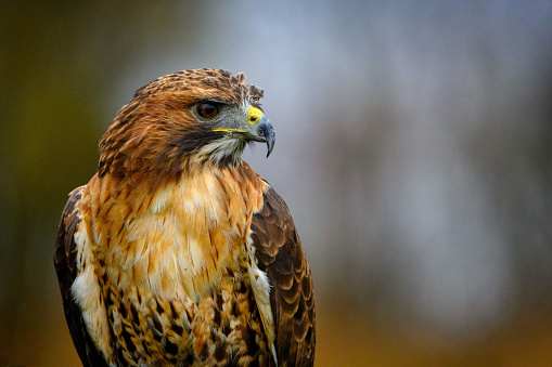 A atnospheric portrait of a Ferruginou Hawk, native to North America