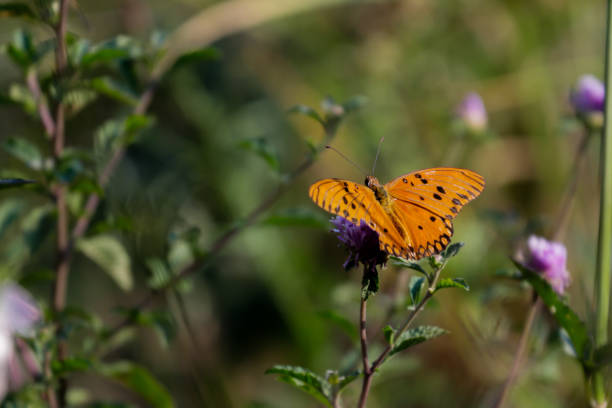 istock butterflies flowers 1284724960