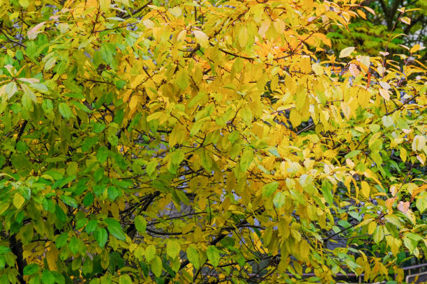 istock Urban autumn landscape 1284725075