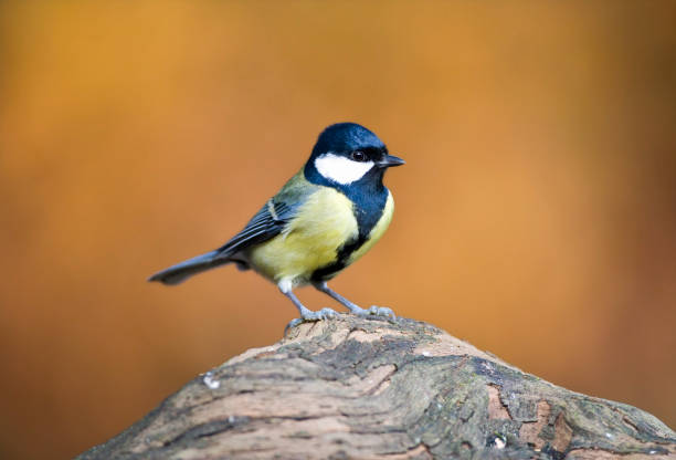 istock Koomees, Great Tit, Parus major 1284727417