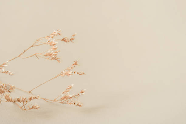 istock Natural beige background with a dry flower. 1284727422