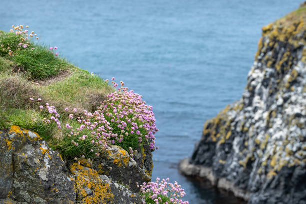 Thrift, Carrick-a-Rede, Antrim, Northern Ireland