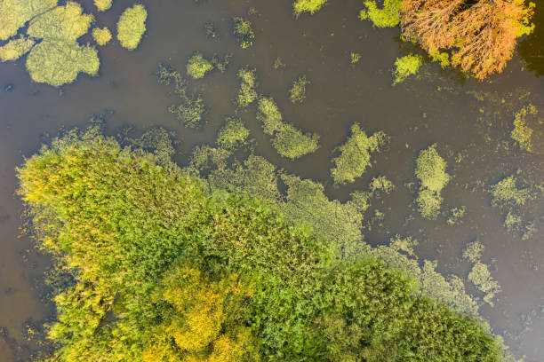 istock River with green reed growing on sides from aerial perspective 1284727671
