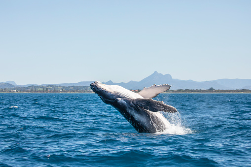 Juvenile humpback calf breaching off the Gold Coast.  Clear sky with Mt Warning in the background.