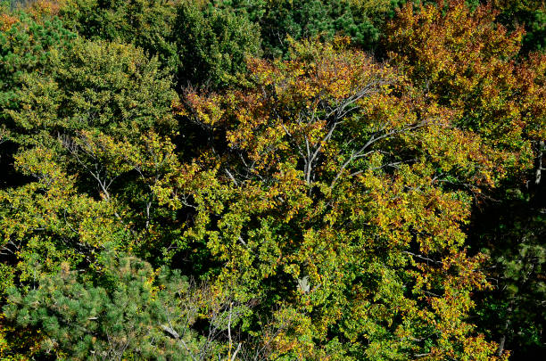 istock Austria, Season, Autumn Forest 1284727761