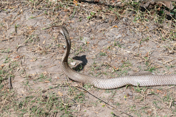 istock An Indian cobra (Naja naja), coming out from the jungle during the day 1284728280