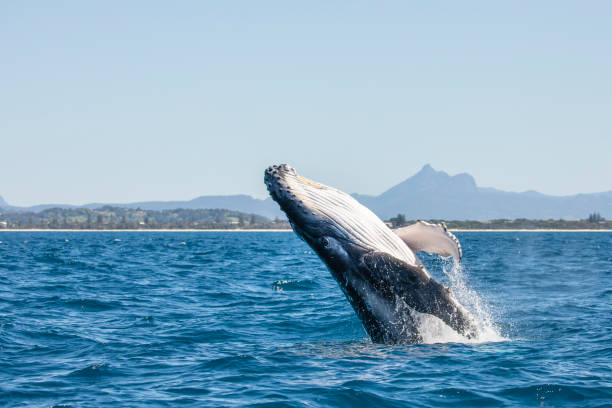 istock Humpback Whale Calf Breach 1 1284728656