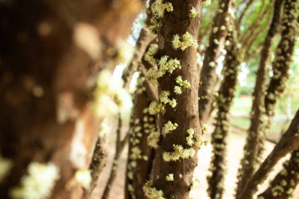 istock jaboticabeira blooming before bearing fruit 1284729996