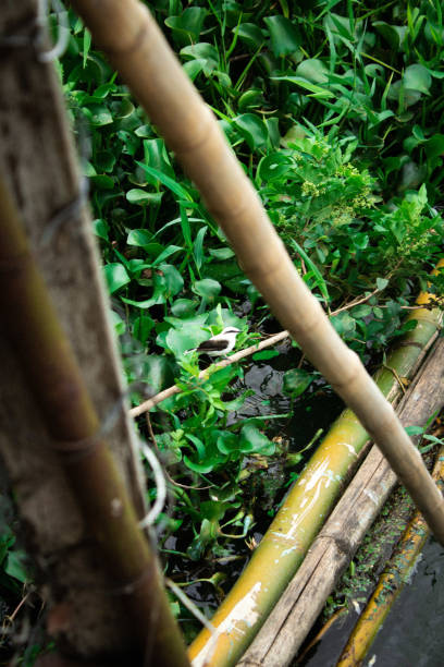 istock a black and white bird perched on a bamboo. 1284730036