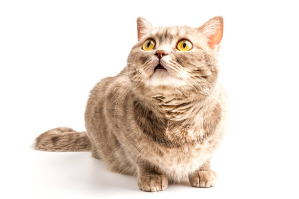 예쁜 앉아 실버 태비 영국 짧은 머리 고양이 고립 에 a 흰색 배경 - domestic cat kitten scottish straight short hair 뉴스 사진 이미지