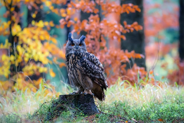 istock Sitting Eurasian eagle-owl Bubo bubo in wild woodland 1284730422