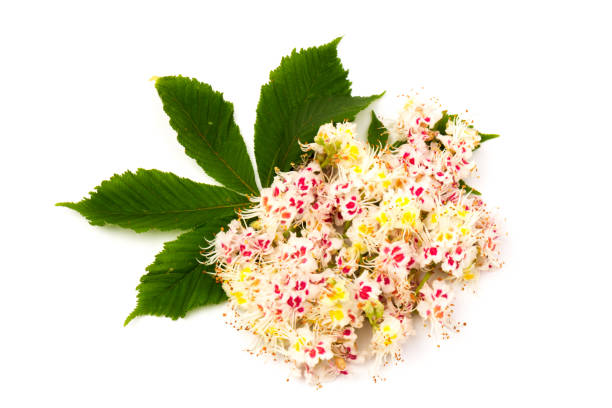 istock Horse-chestnut (Aesculus hippocastanum, Conker tree) flowers and leaf on  white background 1284730530