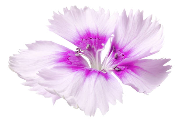 istock Violet flower in isolation on a white background. 1284730576